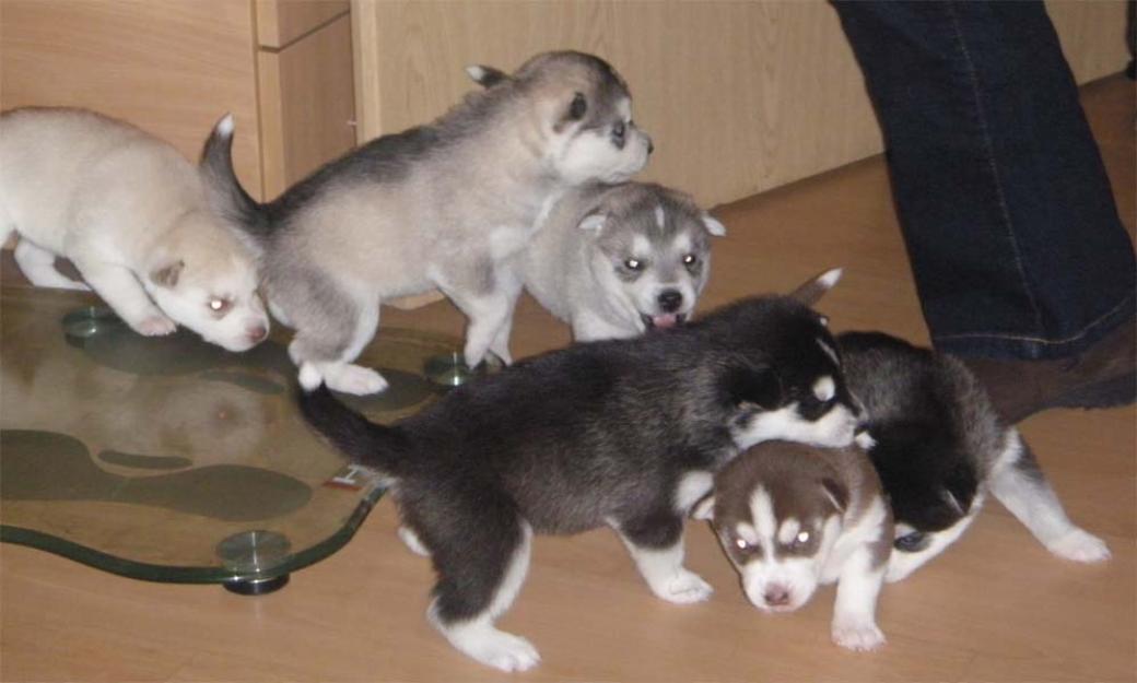 
Precio Siberian husky...........<strong>            $18,500.00  A  $22,000.00  (dependiendo del color)</strong> <br><br>


100% pura raza, registrados todos los papeles en regla se envian a cualquier parte de la Republica.<br><br> 

<li>Contrato de compraventa<br><br></li>


<li>Seguro de vida gratuito por escrito de 5 años que cubre muerte en caso de cuestiones virales</li>
<br><br>

<li>Garantía de Pureza Racial<br><br></li>

<li>Certificado de registro inicial que extiende la Federación Canófila Mexicana donde los cachorros se entregan con tatuaje y microchip</li>

