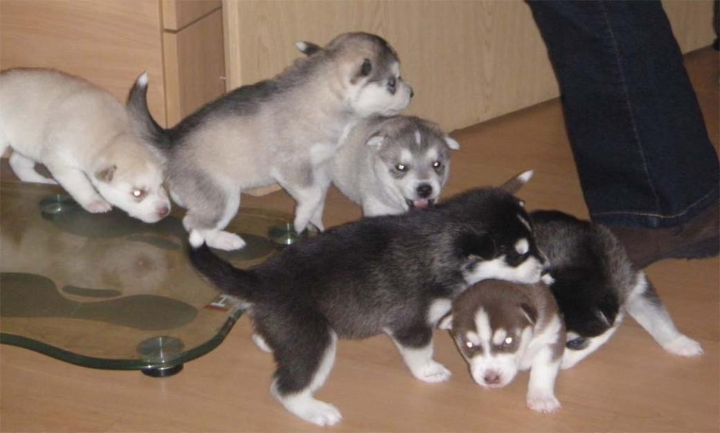 Ojos azules preciosa Husky Siberiano cachorros