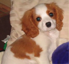 Cavalier King Charles Spaniel cachorros para la venta
<br>Tenemos impresionantes cachorros Cavalier King Charles Spaniel que todos tienen: pedigree de generación, vaccinated.vet comprobado, desparasitados regularmente, primera vacunación dado y estos cachorros están listos para ir a sus nuevos hogares 