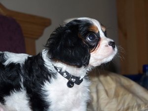 impresionantes cachorros de Cavalier King Charles Spaniel
<br>Tengo una excelente camada de niños y niñas, uno Blenheim y cuatro del tri. Son 8 semanas viejo completamente salud comprobada con primera vacuna desparasitado y listopara para salir ahora a la mascota de la familia casas solamente. Cada cachorro viene con seguro gratis 4 semanas y una bolsa de comida con guia de cuidados. Cachorros perfectos para todas las edades que maduran hasta convertirse en amante de los perros de la familias.
<br>Mamá puede verse sobre la consulta de cachorros. a. contacto para obtener más información 