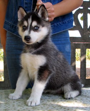 Perritos del husky siberiano lindo para la venta.