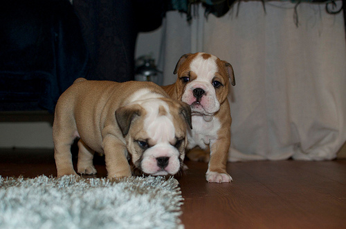 CACHORROS BULLDOG INGLÉS