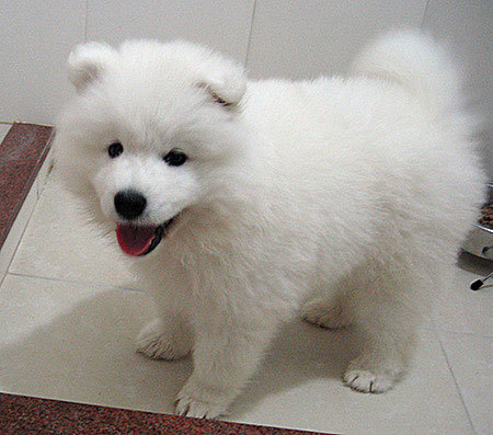 
Precio Samoyedo...........<strong>$35,000.00</strong> <br><br>


100% pura raza, registrados todos los papeles en regla se envian a cualquier parte de la Republica.<br><br> 

<li>Contrato de compraventa<br><br></li>


<li>Seguro de vida gratuito por escrito de 5 años que cubre muerte en caso de cuestiones virales</li>
<br><br>

<li>Garantía de Pureza Racial<br><br></li>

<li>Certificado de registro inicial que extiende la Federación Canófila Mexicana donde los cachorros se entregan con tatuaje y microchip</li>

