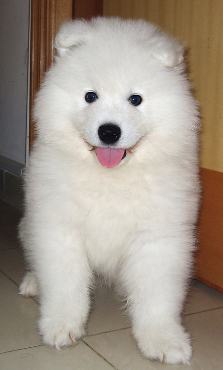 Cachorros samoyedo pedigrí de campeones en busca de nuevo hogar