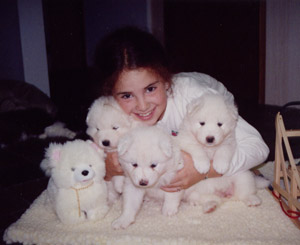 Cachorros samoyedo pedigrí de campeones en busca de nuevo hogar