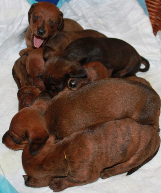 
Precio Dachshund...........<strong>        $18,500.00  A   $25,000.00    (dependiendo del tamaño y color)</strong> <br><br>


100% pura raza, registrados todos los papeles en regla se envian a cualquier parte de la Republica.<br><br> 

<li>Contrato de compraventa<br><br></li>


<li>Seguro de vida gratuito por escrito de 5 años que cubre muerte en caso de cuestiones virales</li>
<br><br>

<li>Garantía de Pureza Racial<br><br></li>

<li>Certificado de registro inicial que extiende la Federación Canófila Mexicana donde los cachorros se entregan con tatuaje y microchip</li>

