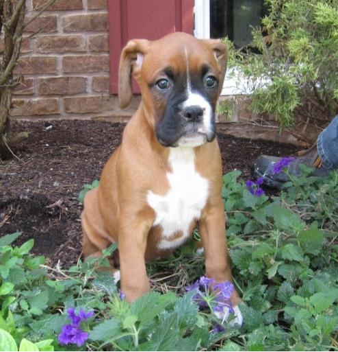 CACHORROS BOXER