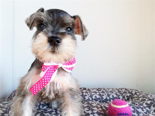 
Precio Schnauzer...........<strong>      $15,000.00   A   $22,000.00  (dependiendo del tamaño y color)</strong> <br><br>


100% pura raza, registrados todos los papeles en regla se envian a cualquier parte de la Republica.<br><br> 

<li>Contrato de compraventa<br><br></li>


<li>Seguro de vida gratuito por escrito de 5 años que cubre muerte en caso de cuestiones virales</li>
<br><br>

<li>Garantía de Pureza Racial<br><br></li>

<li>Certificado de registro inicial que extiende la Federación Canófila Mexicana donde los cachorros se entregan con tatuaje y microchip</li>

