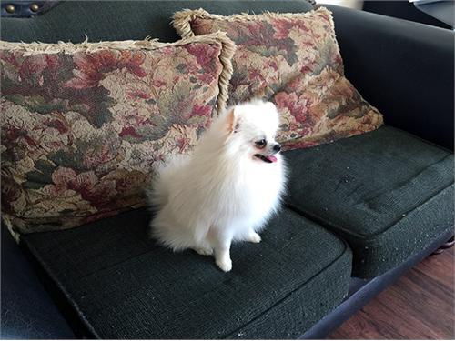 AKC blanca magnífica 2,5 libras Pomerania masculina, Él tiene una pequeña cara del oso de peluche, un buen bocado y piernas rectas cortas. Él es un semental probado de hermosos cachorros