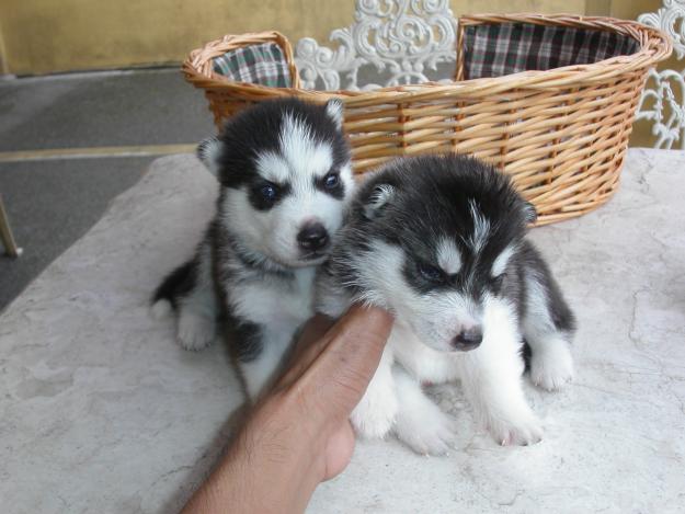 
Precio Siberian husky...........<strong>            $18,500.00  A  $22,000.00  (dependiendo del color)</strong> <br><br>


100% pura raza, registrados todos los papeles en regla se envian a cualquier parte de la Republica.<br><br> 

<li>Contrato de compraventa<br><br></li>


<li>Seguro de vida gratuito por escrito de 5 años que cubre muerte en caso de cuestiones virales</li>
<br><br>

<li>Garantía de Pureza Racial<br><br></li>

<li>Certificado de registro inicial que extiende la Federación Canófila Mexicana donde los cachorros se entregan con tatuaje y microchip</li>

