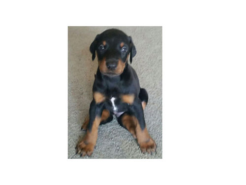 5 machos doberman para comprar