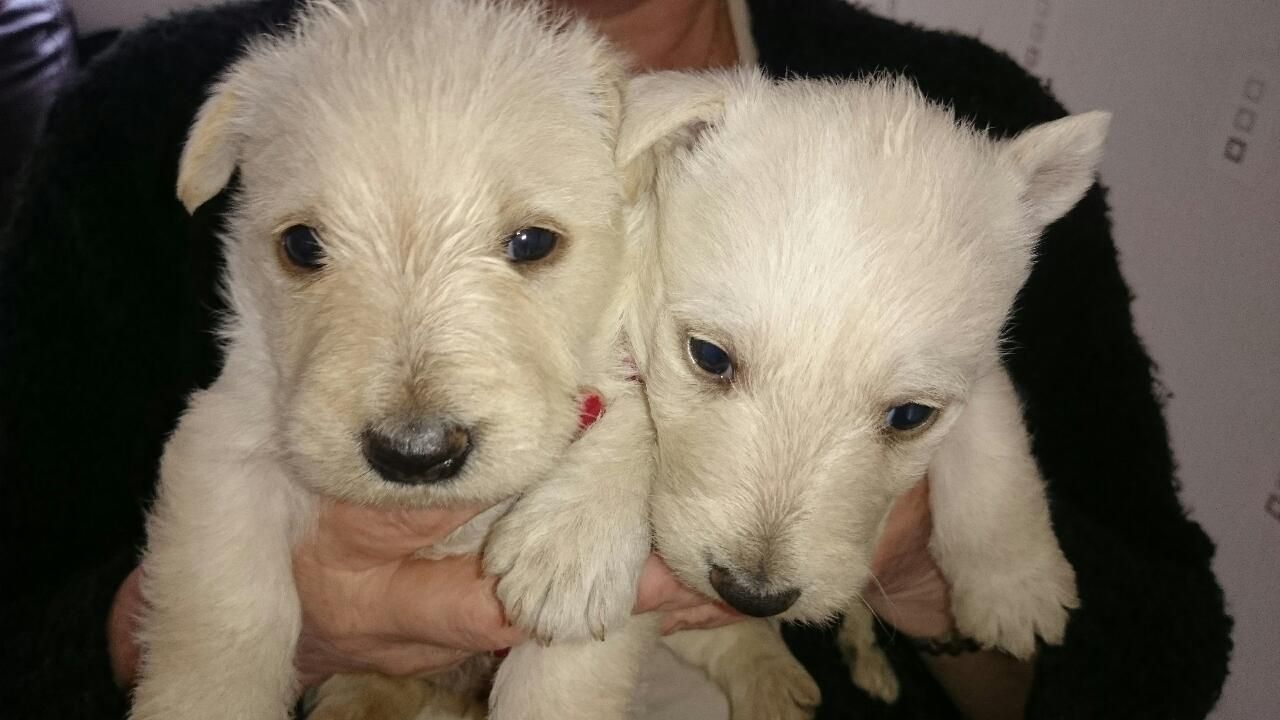 Wheaton Scottish Terriers cachorros disponibles
