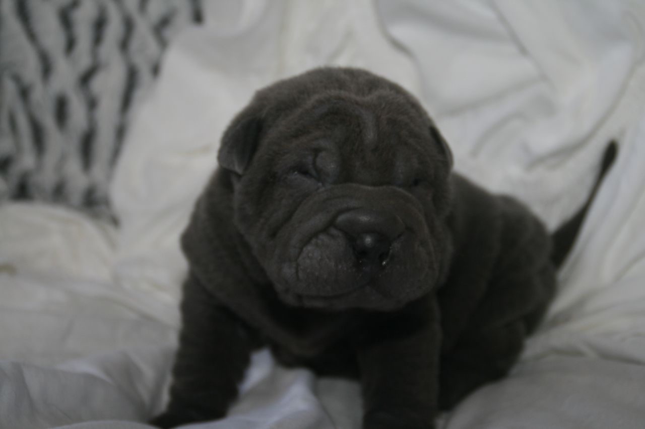 Cachorros Kc Reg Shar Pei 3 Brush Coat 1 Abrigos Oso