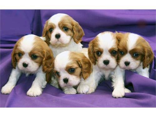 Cachorros Blenheim 10 semanas old.Both padres aquí para conocer a usted, con temperamentos fantásticos, adecuados para los niños y la vida familiar. Los cachorros serán veterinario comprobado, totalmente desparasitados y deflead, microchip bajo petición y estará bien en su camino a ser ir al baño en la colección. Estos cachorros están bien socializados y un placer tener. Visítenos ahora gracias.