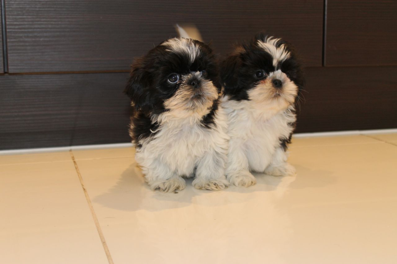 
Precio Shih Tzu...........<strong>          $22,000.00</strong> <br><br>


100% pura raza, registrados todos los papeles en regla se envian a cualquier parte de la Republica.<br><br> 

<li>Contrato de compraventa<br><br></li>


<li>Seguro de vida gratuito por escrito de 5 años que cubre muerte en caso de cuestiones virales</li>
<br><br>

<li>Garantía de Pureza Racial<br><br></li>

<li>Certificado de registro inicial que extiende la Federación Canófila Mexicana donde los cachorros se entregan con tatuaje y microchip</li>

