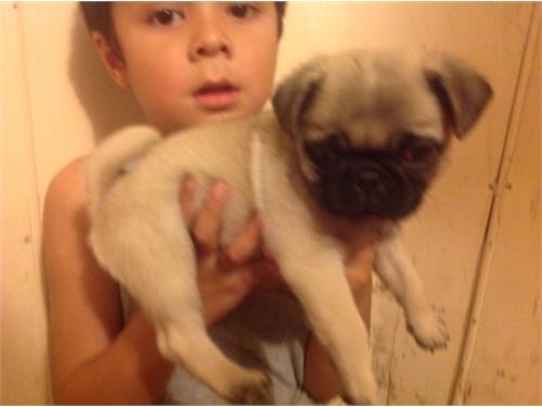 
Precio Pug...........<strong> $18,000.00  A   $20,000.00  (dependiendo del  color)</strong> <br><br>


100% pura raza, registrados todos los papeles en regla se envian a cualquier parte de la Republica.<br><br> 

<li>Contrato de compraventa<br><br></li>


<li>Seguro de vida gratuito por escrito de 5 años que cubre muerte en caso de cuestiones virales</li>
<br><br>

<li>Garantía de Pureza Racial<br><br></li>

<li>Certificado de registro inicial que extiende la Federación Canófila Mexicana donde los cachorros se entregan con tatuaje y microchip</li>

