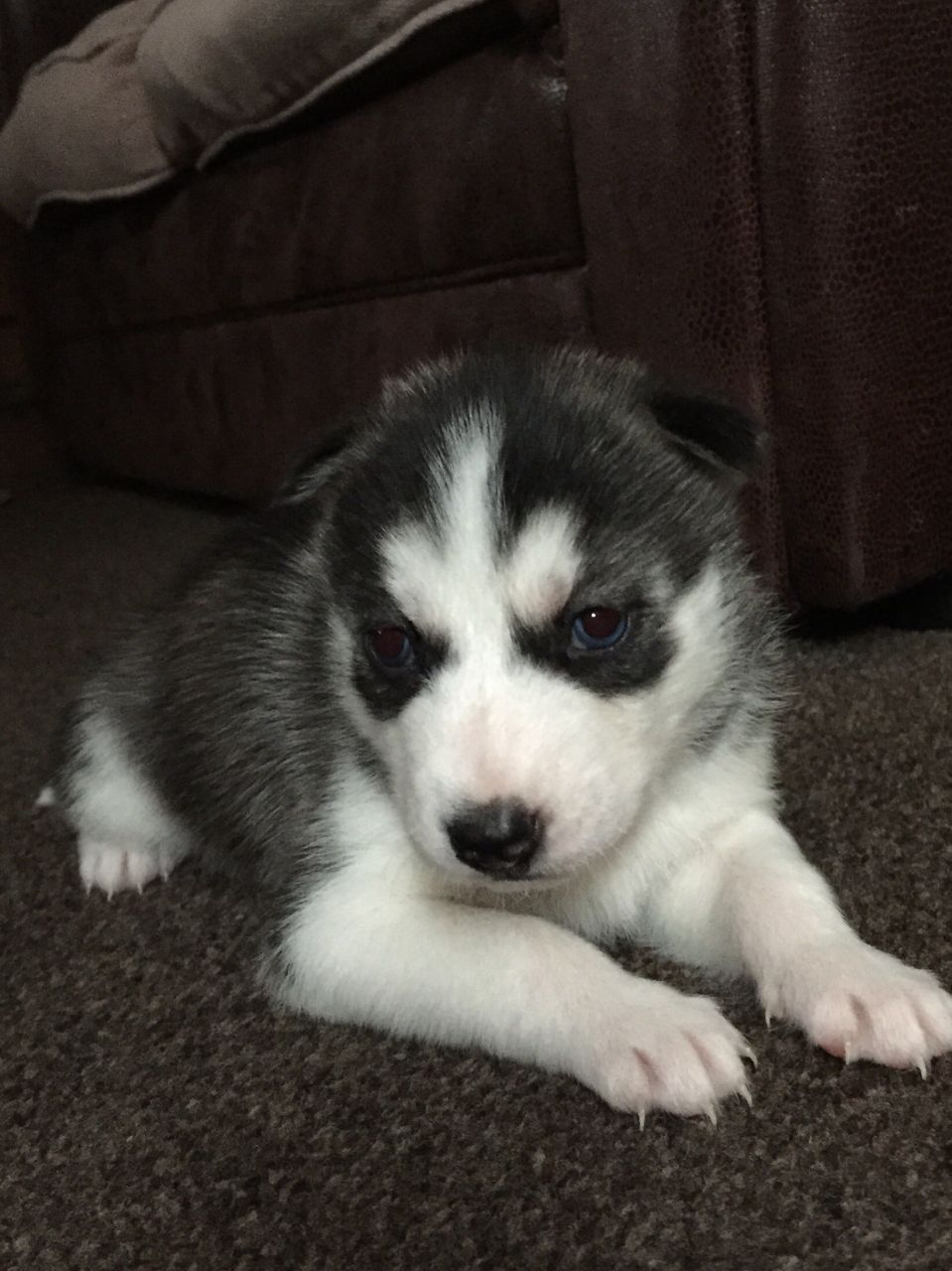 Los ojos azules de los perros esquimales siberianos cachorros gratis