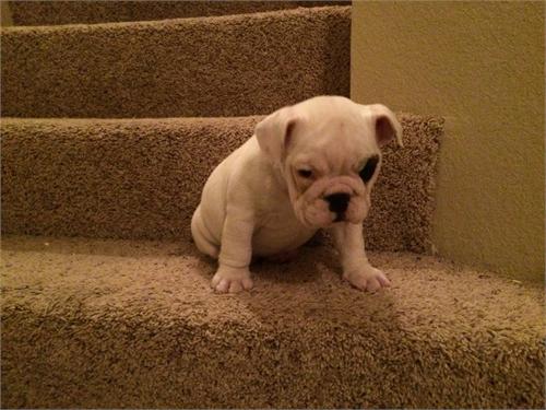 AKC English Bulldog Pups