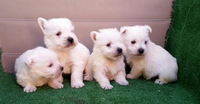 
Precio West highland white terrier...........<strong>$22,000.00</strong> <br><br>


100% pura raza, registrados todos los papeles en regla se envian a cualquier parte de la Republica.<br><br> 

<li>Contrato de compraventa<br><br></li>


<li>Seguro de vida gratuito por escrito de 5 años que cubre muerte en caso de cuestiones virales</li>
<br><br>

<li>Garantía de Pureza Racial<br><br></li>

<li>Certificado de registro inicial que extiende la Federación Canófila Mexicana donde los cachorros se entregan con tatuaje y microchip</li>

