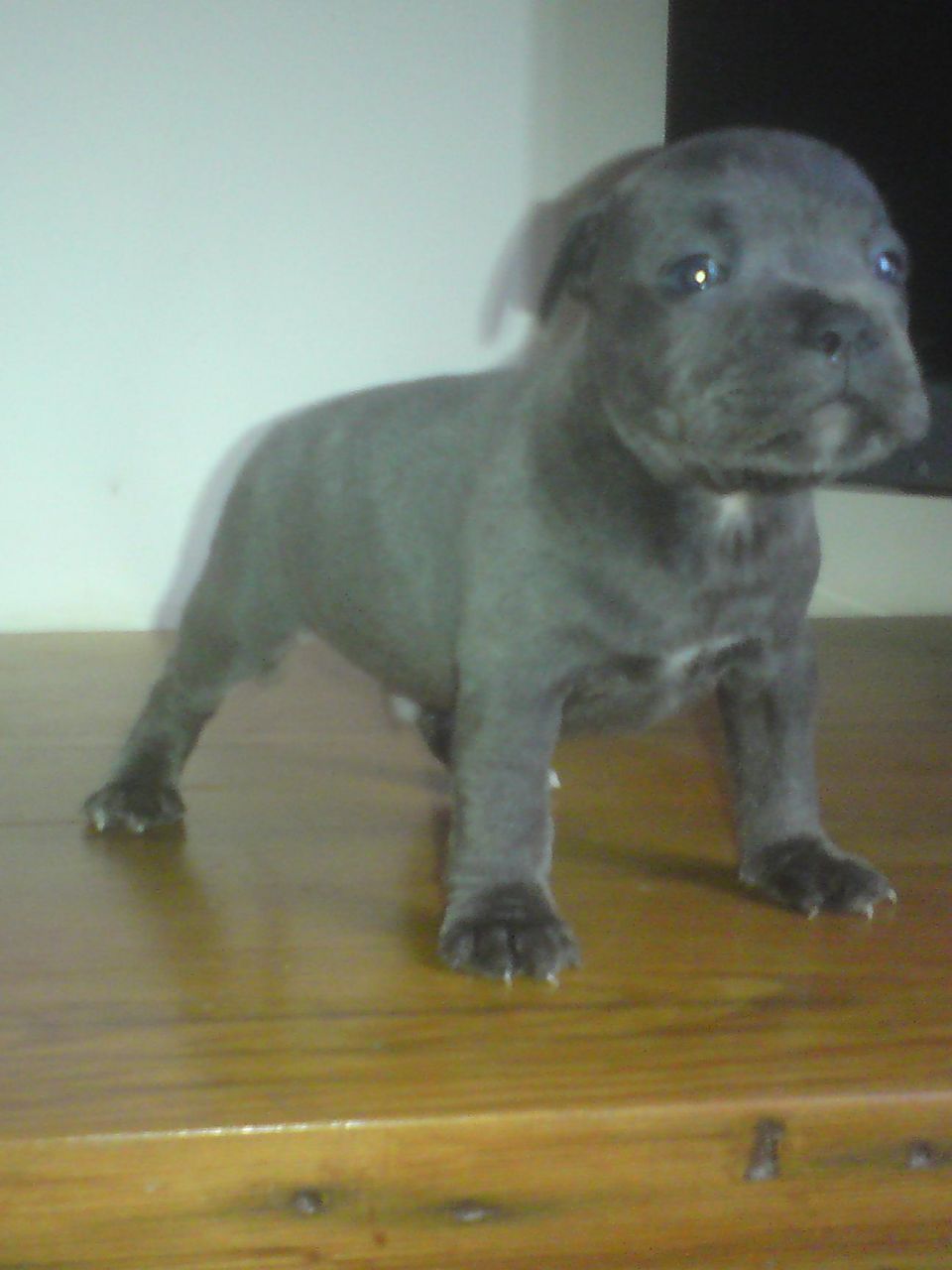 Mostrar Cachorros Clase Staffordshire Bull Terrier