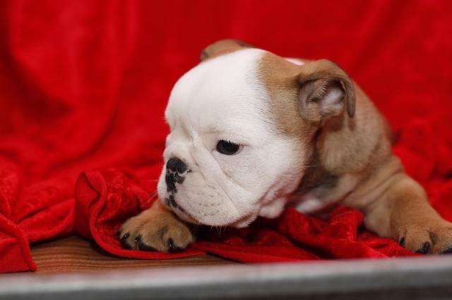 
Precio Bulldog...........<strong>   $35,000.00  A   $60,000.00    (dependiendo la calidad)</strong> <br><br>


100% pura raza, registrados todos los papeles en regla se envian a cualquier parte de la Republica.<br><br> 

<li>Contrato de compraventa<br><br></li>


<li>Seguro de vida gratuito por escrito de 5 años que cubre muerte en caso de cuestiones virales</li>
<br><br>

<li>Garantía de Pureza Racial<br><br></li>

<li>Certificado de registro inicial que extiende la Federación Canófila Mexicana donde los cachorros se entregan con tatuaje y microchip</li>

