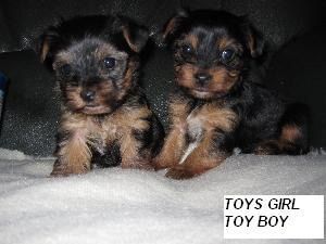 
Precio Yorkshire Terrier...........<strong>$18,000.00   A   $25,000.00  (dependiendo del tamaño, sexo, color y calidad)</strong> <br><br>


100% pura raza, registrados todos los papeles en regla se envian a cualquier parte de la Republica.<br><br> 

<li>Contrato de compraventa<br><br></li>


<li>Seguro de vida gratuito por escrito de 5 años que cubre muerte en caso de cuestiones virales</li>
<br><br>

<li>Garantía de Pureza Racial<br><br></li>

<li>Certificado de registro inicial que extiende la Federación Canófila Mexicana donde los cachorros se entregan con tatuaje y microchip</li>

