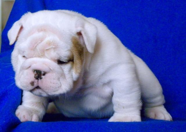 11 SEMENAS CACHORRO DE BULLDOG INGLES MACHO Y HEMBRAS