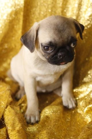 
Precio Pug...........<strong> $18,000.00  A   $20,000.00  (dependiendo del  color)</strong> <br><br>


100% pura raza, registrados todos los papeles en regla se envian a cualquier parte de la Republica.<br><br> 

<li>Contrato de compraventa<br><br></li>


<li>Seguro de vida gratuito por escrito de 5 años que cubre muerte en caso de cuestiones virales</li>
<br><br>

<li>Garantía de Pureza Racial<br><br></li>

<li>Certificado de registro inicial que extiende la Federación Canófila Mexicana donde los cachorros se entregan con tatuaje y microchip</li>

