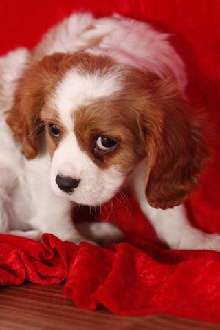 Cavalier king , precioso pelaje y maravilloso carácter, cariñoso y tranquilo el y su hermano