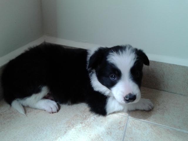 Cachorrito de border collie puro