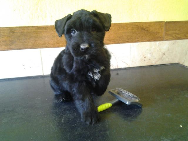 Cachorros de Bouvier de Flandes.
<br>