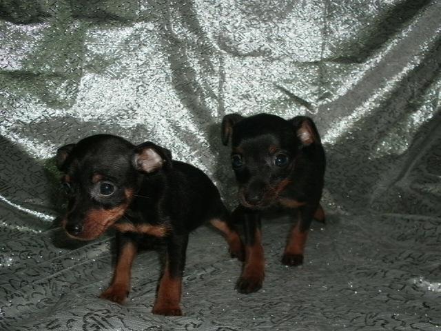 Nuestros cachorros están desparasitados, vacunados, con microchip y contrato de garantía por escrito de enfermedades víricas (parvo, moquillo, etc). , pasan una cuarentena bajo control de nuestra veterinaria, se entregan con dos meses y medio,. 