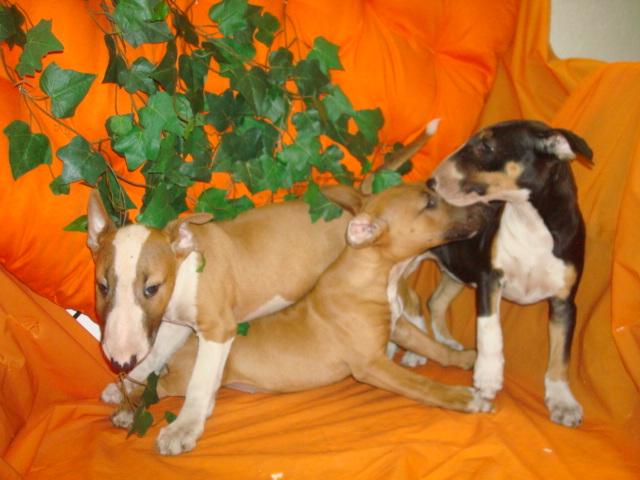 
Precio Bull Terrier...........<strong>    $18,000.00  A   $25,000.00    ( dependiendo tamaño y color)</strong> <br><br>


100% pura raza, registrados todos los papeles en regla se envian a cualquier parte de la Republica.<br><br> 

<li>Contrato de compraventa<br><br></li>


<li>Seguro de vida gratuito por escrito de 5 años que cubre muerte en caso de cuestiones virales</li>
<br><br>

<li>Garantía de Pureza Racial<br><br></li>

<li>Certificado de registro inicial que extiende la Federación Canófila Mexicana donde los cachorros se entregan con tatuaje y microchip</li>

