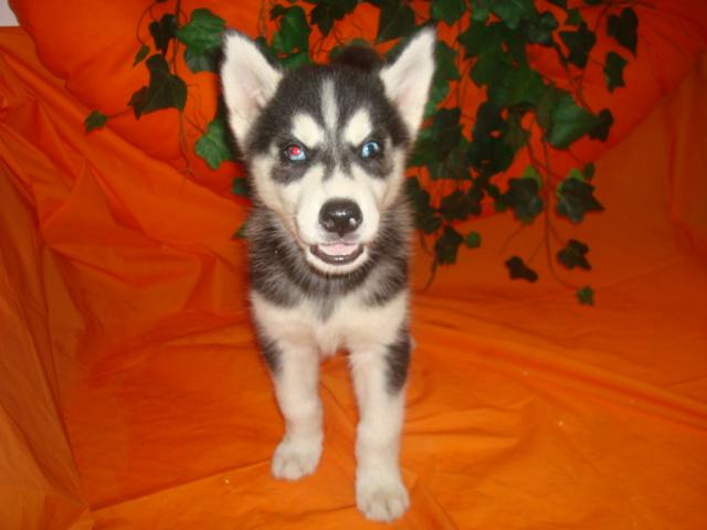 Husky siberiano, cacahorros