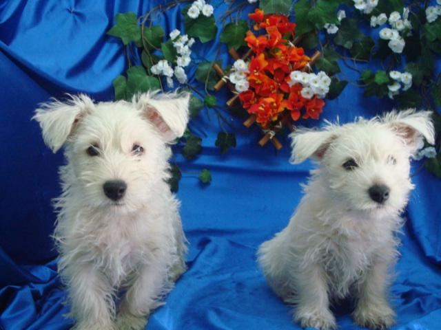 
Precio West highland white terrier...........<strong>$22,000.00</strong> <br><br>


100% pura raza, registrados todos los papeles en regla se envian a cualquier parte de la Republica.<br><br> 

<li>Contrato de compraventa<br><br></li>


<li>Seguro de vida gratuito por escrito de 5 años que cubre muerte en caso de cuestiones virales</li>
<br><br>

<li>Garantía de Pureza Racial<br><br></li>

<li>Certificado de registro inicial que extiende la Federación Canófila Mexicana donde los cachorros se entregan con tatuaje y microchip</li>

