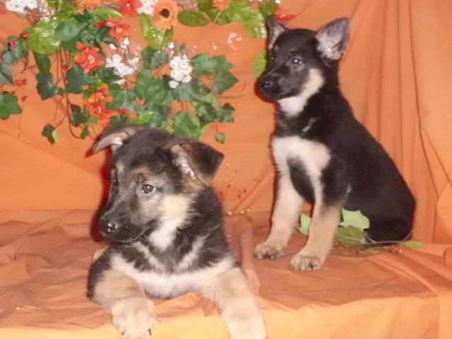 Perros camada de cachorros pastor alemán