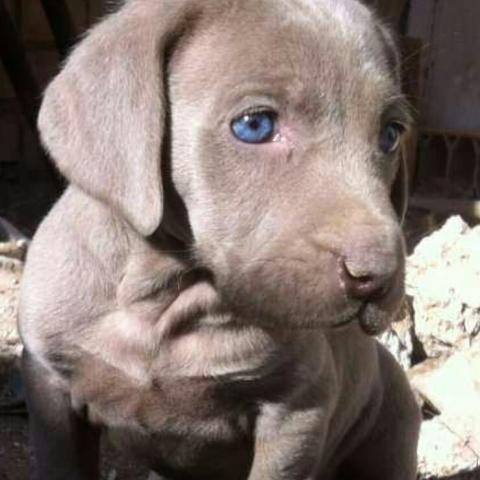 Hola buenas, estos cachorros nacieron Son cuatro hembras y dos hemachos.