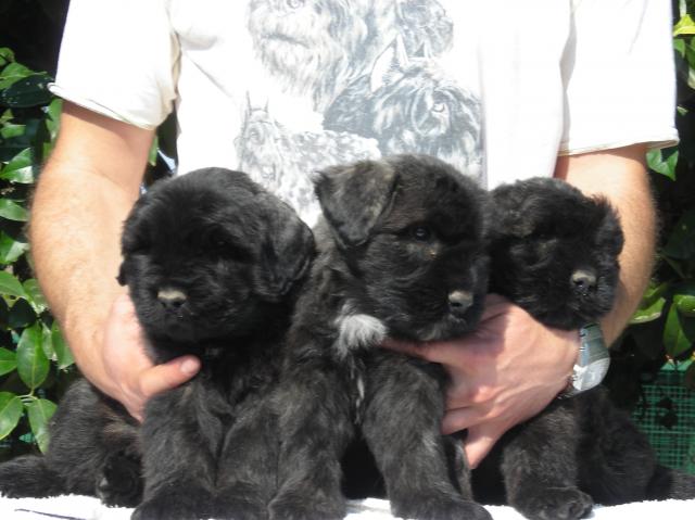 BOUVIER DE FLANDES CACHORROS /BOUVIER DE FLANDES CACHORROS 