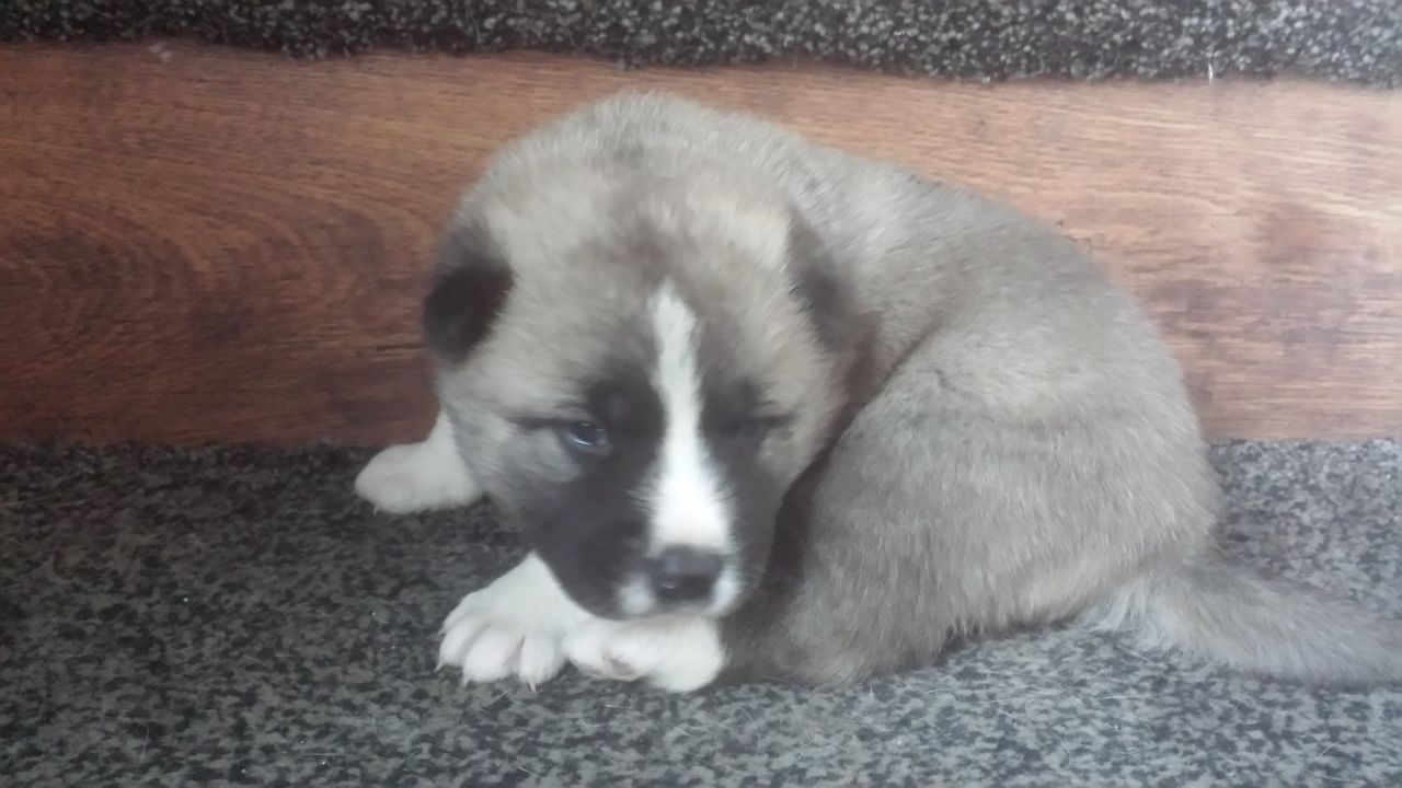 Pura Raza Cachorros Akita Americano