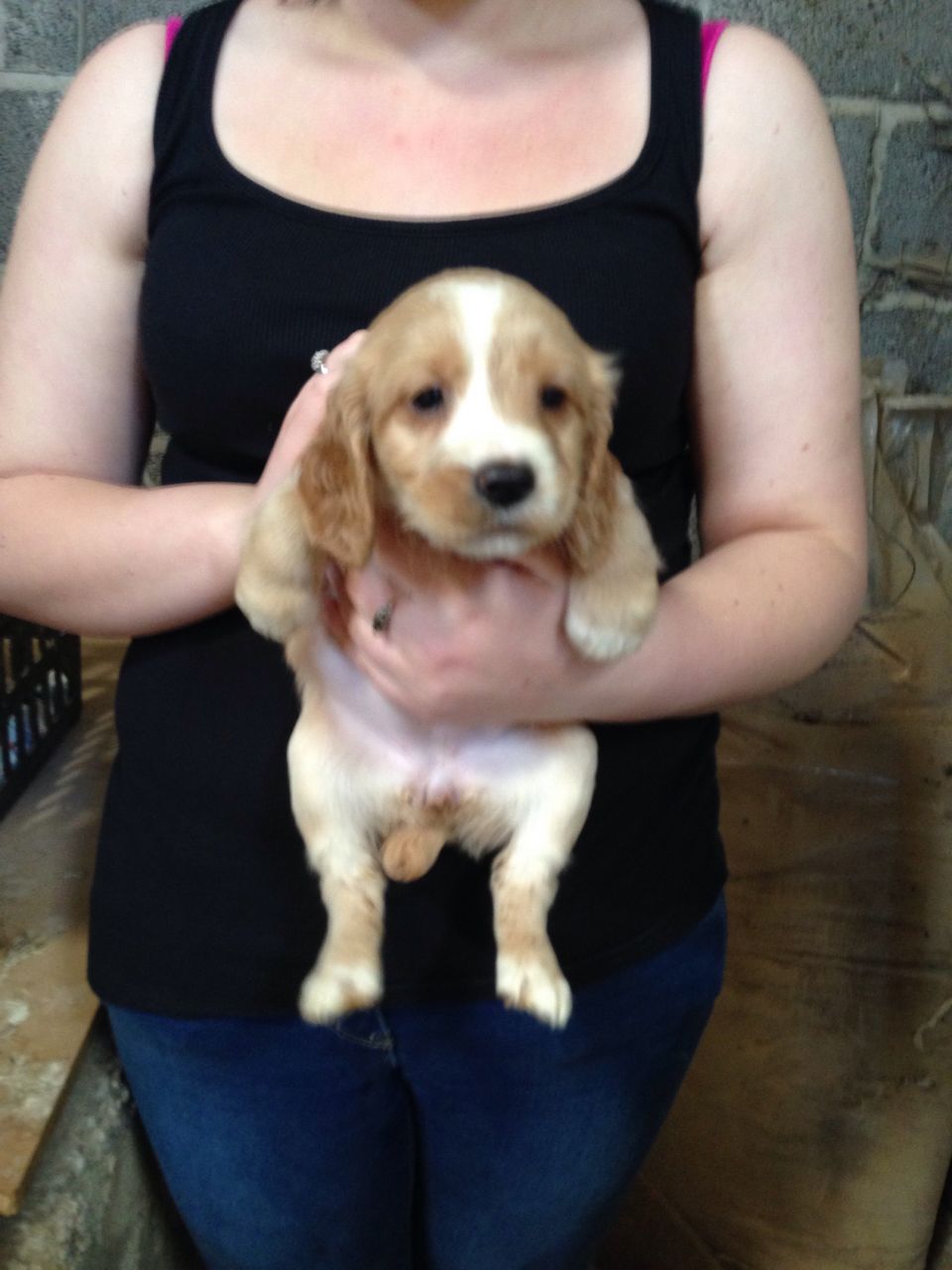 Cachorros Beauitifull atracada Cocker Spaniel
<br>
<br>7 adorables cachorros cocker spaniel 6 perros 1 perra, que han sido legalmente atracado y debido garras, van a tener un microchip, desparasitados y pulgas tratados antes de salir. Tanto la madre y más lejos se puede ver, la madre es kc reg pero el padre no es, por tanto, los precios.