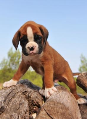Boxer cachorros disponibles para adopción
