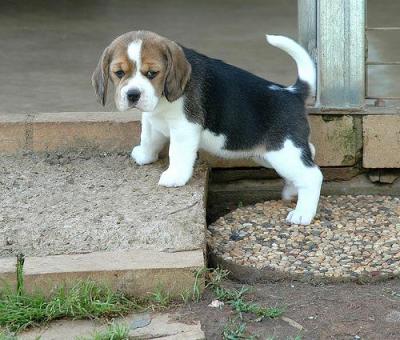 
Precio Beagle...........<strong>$16,500.00</strong> <br><br>

100% pura raza, registrados todos los papeles en regla se envian a cualquier parte de la Republica.<br><br> 

<li>Contrato de compraventa<br><br></li>


<li>Seguro de vida gratuito por escrito de 5 años que cubre muerte en caso de cuestiones virales</li>
<br><br>

<li>Garantía de Pureza Racial<br><br></li>


<li>Certificado de registro inicial que extiende la Federación Canófila Mexicana donde los cachorros se entregan con tatuaje y microchip<br><br></li>

