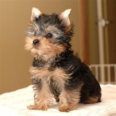 
Precio Yorkshire Terrier...........<strong>$18,000.00   A   $25,000.00  (dependiendo del tamaño, sexo, color y calidad)</strong> <br><br>


100% pura raza, registrados todos los papeles en regla se envian a cualquier parte de la Republica.<br><br> 

<li>Contrato de compraventa<br><br></li>


<li>Seguro de vida gratuito por escrito de 5 años que cubre muerte en caso de cuestiones virales</li>
<br><br>

<li>Garantía de Pureza Racial<br><br></li>

<li>Certificado de registro inicial que extiende la Federación Canófila Mexicana donde los cachorros se entregan con tatuaje y microchip</li>

