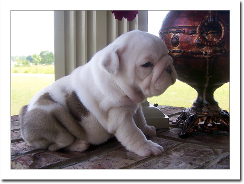 
Precio Bulldog...........<strong>   $35,000.00  A   $60,000.00    (dependiendo la calidad)</strong> <br><br>


100% pura raza, registrados todos los papeles en regla se envian a cualquier parte de la Republica.<br><br> 

<li>Contrato de compraventa<br><br></li>


<li>Seguro de vida gratuito por escrito de 5 años que cubre muerte en caso de cuestiones virales</li>
<br><br>

<li>Garantía de Pureza Racial<br><br></li>

<li>Certificado de registro inicial que extiende la Federación Canófila Mexicana donde los cachorros se entregan con tatuaje y microchip</li>

