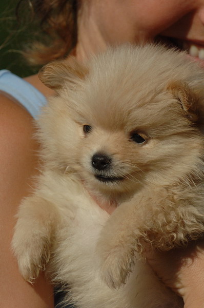 Precio: <br><br>

Pomerania Estándar $16,900 <br>
Lulú $19,300 <br><br>

100% pura raza, registrados todos los papeles en regla se envian a cualquier parte de la Republica. <br><br>

. Todos nuestros cachorros tienen tatuaje, microchip y registro. Cachorro sano y 100% de raza pura, la cual garantizamos en nuestra póliza de 5 años por cualquier enfermedad viral y pureza racial. Estamos en Estado de Mexico