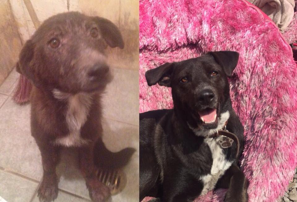 Dominga, perrita criolla en adopción