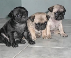 Hermosos Cachorros Pug 3 Machos 2 Paja y Uno Negro . Padres a la Vista