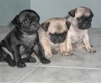 Hermosos Cachorros Pug 3 Machos 2 Paja y Uno Negro . Padres a la Vista