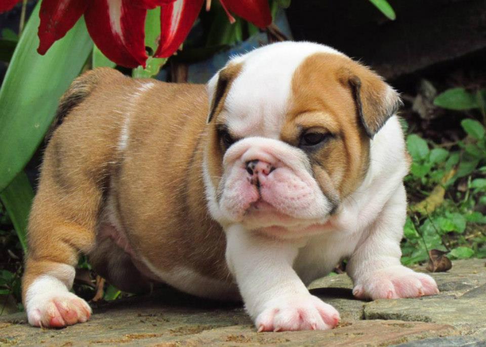 AKC Bulldog Inglés cachorro