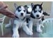 
Precio Siberian husky...........<strong>            $18,500.00  A  $22,000.00  (dependiendo del color)</strong> <br><br>


100% pura raza, registrados todos los papeles en regla se envian a cualquier parte de la Republica.<br><br> 

<li>Contrato de compraventa<br><br></li>


<li>Seguro de vida gratuito por escrito de 5 años que cubre muerte en caso de cuestiones virales</li>
<br><br>

<li>Garantía de Pureza Racial<br><br></li>

<li>Certificado de registro inicial que extiende la Federación Canófila Mexicana donde los cachorros se entregan con tatuaje y microchip</li>

